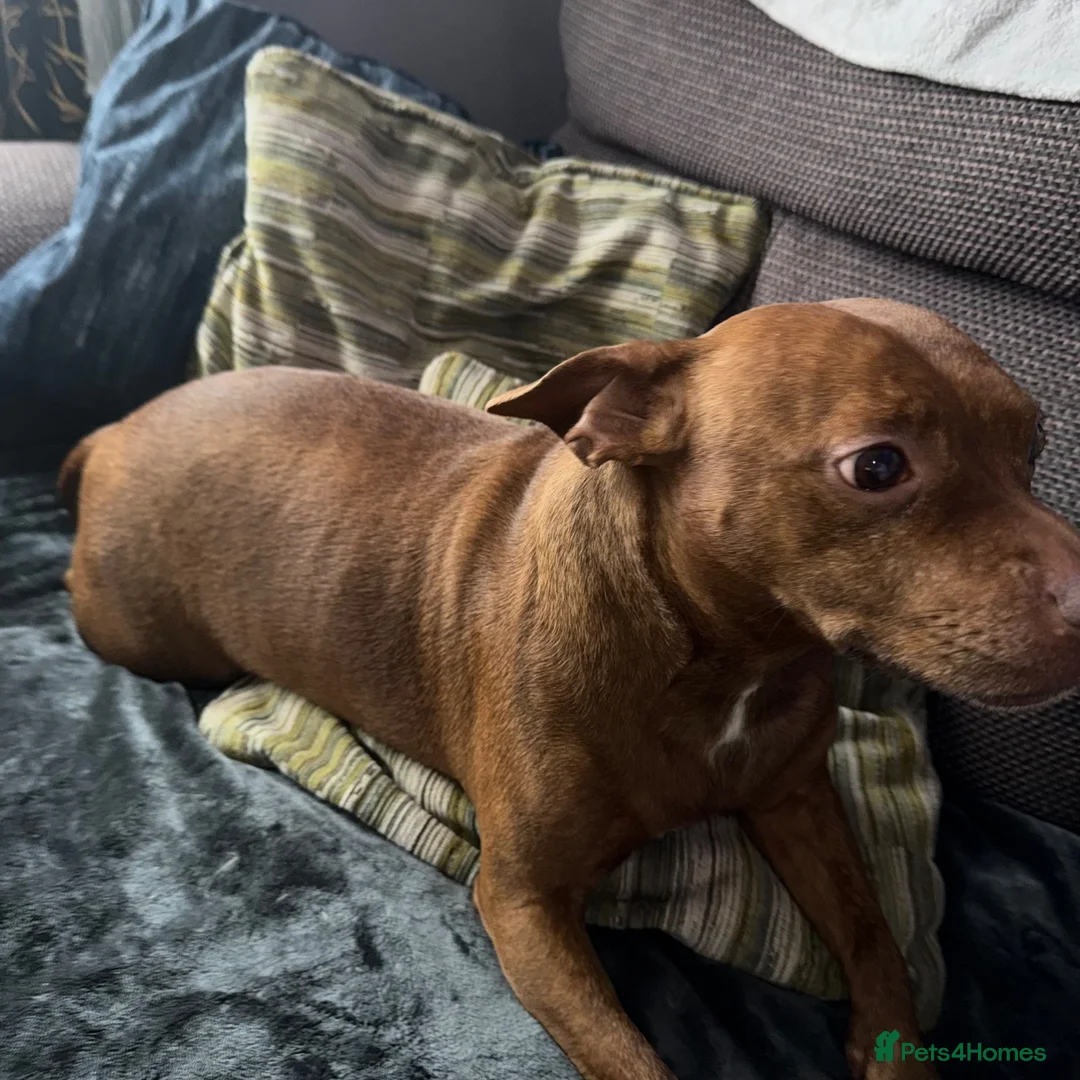 Staffordshire Bull Terrier dogs for sale: 5 year old female  - Advert 1