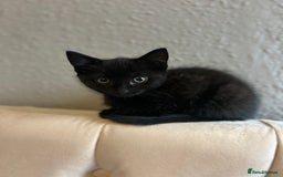 Domestic Shorthair cats for sale: Beautiful black domestic short hair kittens - Advert 6
