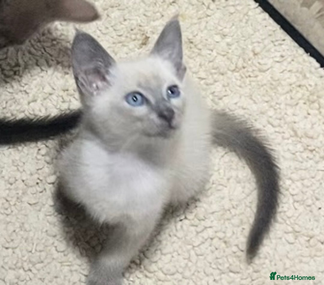 Oriental cats for sale: Oriental kittens  - Advert 34