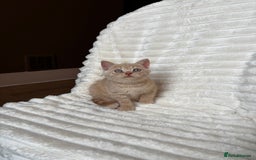 British Shorthair cats for sale: OUTSTANDING GCCF + HEALTH TESTED BSH + BLH KITTENS - Image 7