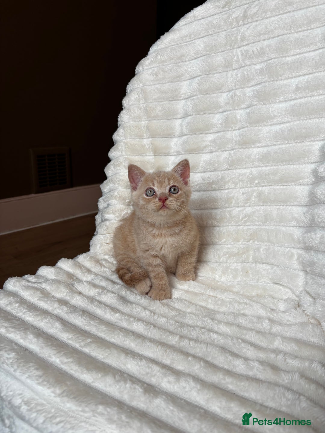 British Shorthair cats for sale: OUTSTANDING GCCF + HEALTH TESTED BSH + BLH KITTENS - Image 7