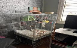 Parrots birds for sale: Beautiful female Senegal parrot for sale - Image 10