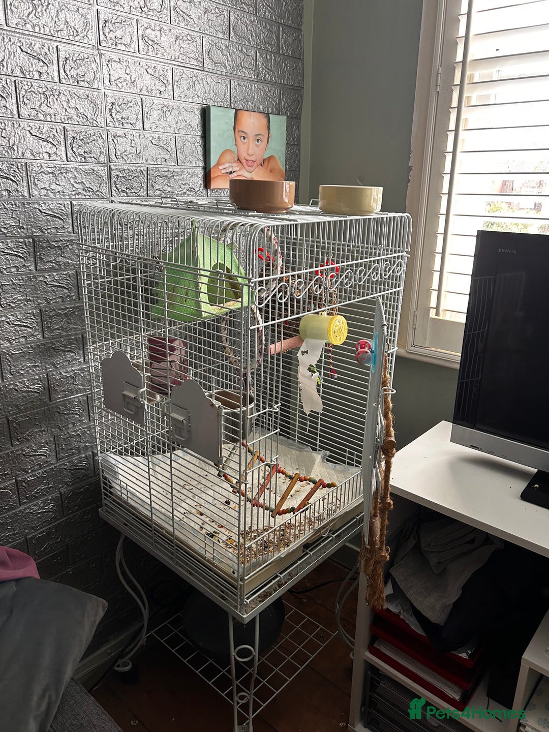 Parrots birds for sale: Beautiful female Senegal parrot for sale - Image 10