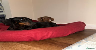 Miniature Dachshund dogs - Advert 12