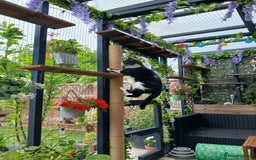 Mixed Breed cats for sale: Two indoor females seeking loving home together  - Image 12