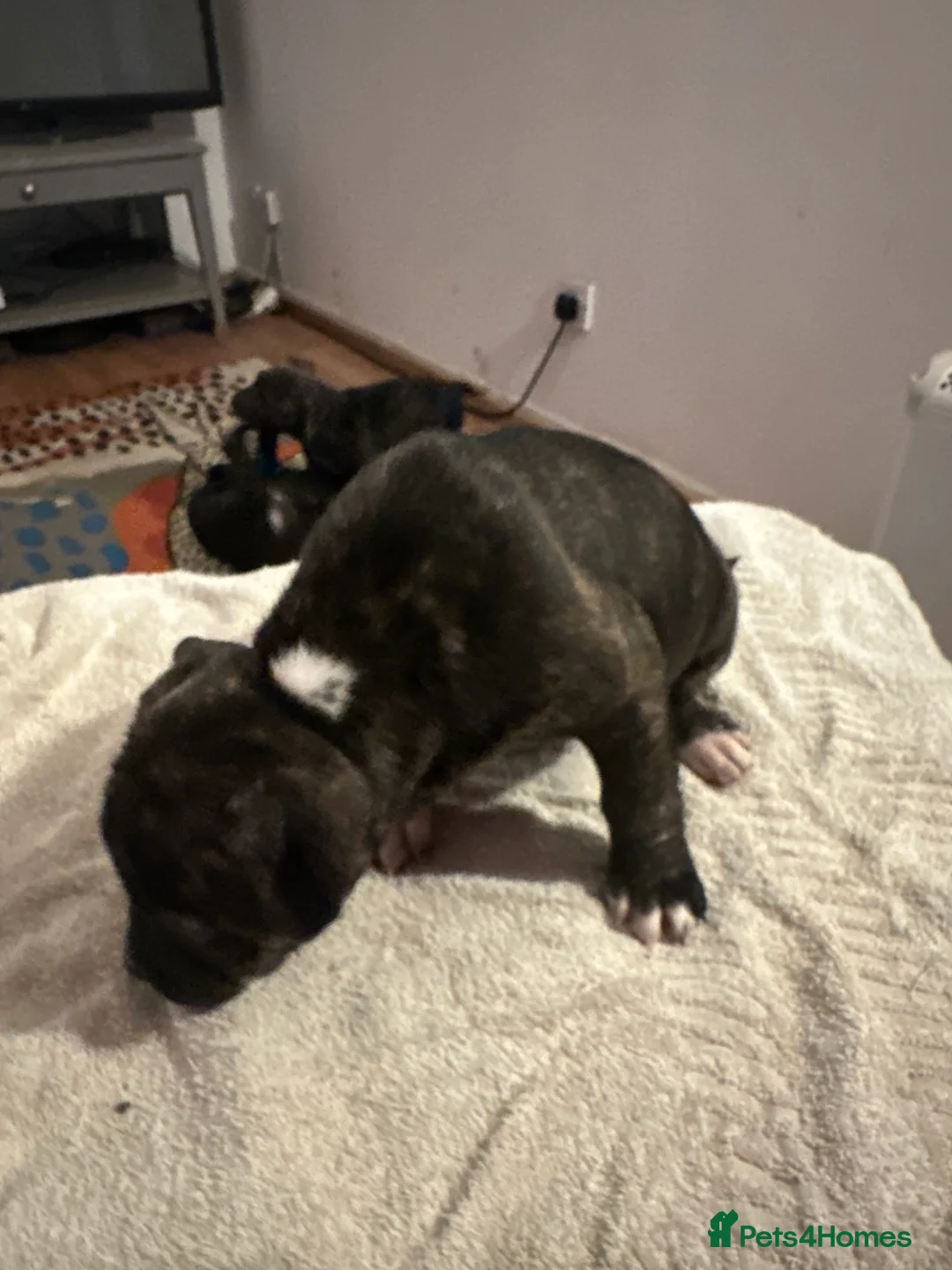 Mixed Breed dogs for sale: Beautiful staffy puppies looking for forever home  - Advert 25