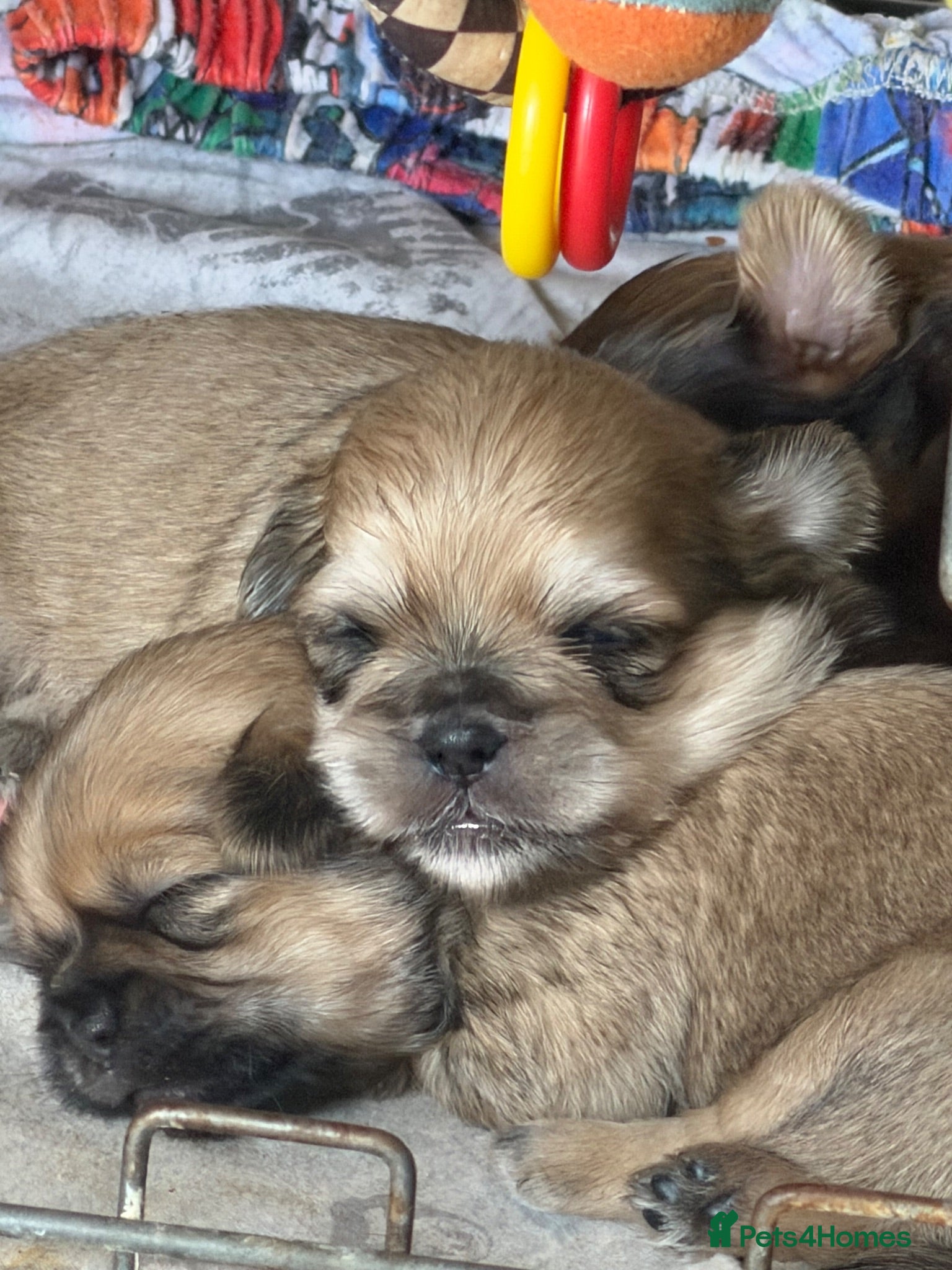 Shih Tzu dogs 4 Gorgeous boy imperial Shih Tzu  - Advert 2