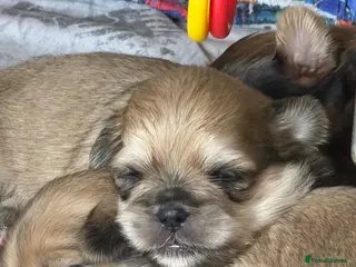 Shih Tzu dogs 4 Gorgeous boy imperial Shih Tzu - Advert 18
