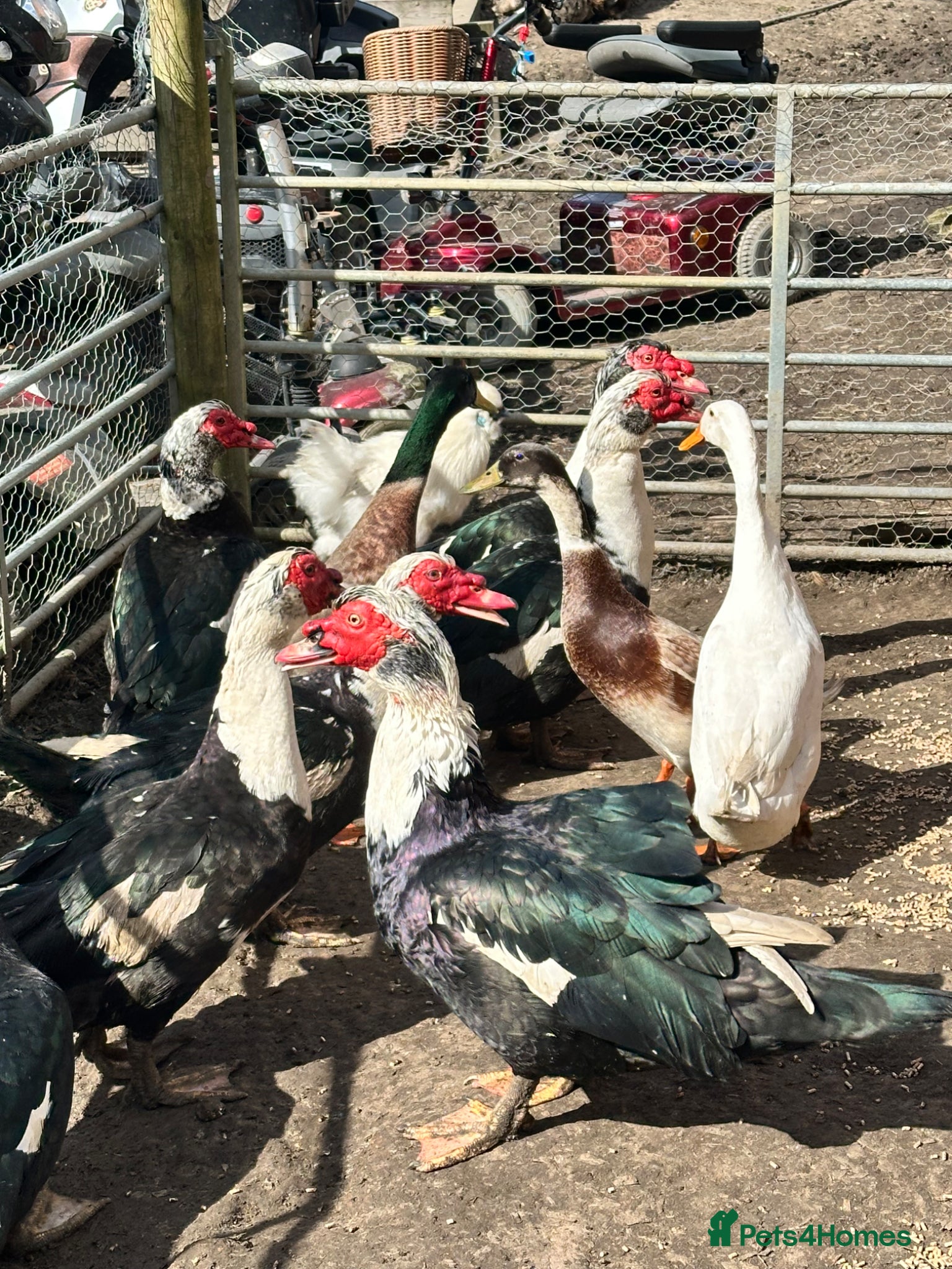 Ducks poultry Muscovy and runner drakes  - Advert 1