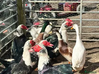 Ducks poultry Muscovy and runner drakes - Advert 12
