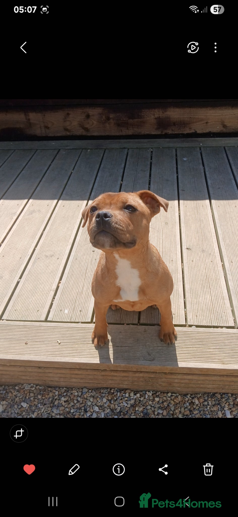 Staffordshire Bull Terrier dogs KC Red Staffordshire Bull Terrier  - Advert 1