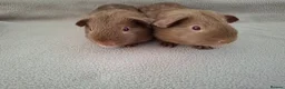 Guinea Pig rodents for sale: Two lovely self caramel guinea pig boars - Advert 3