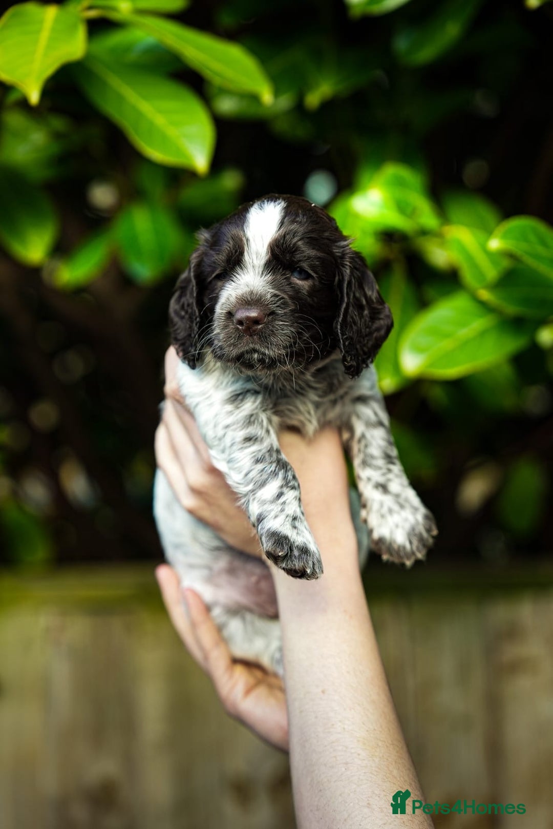 Cocker Spaniel dogs for sale: KC Registered Working Cocker Spaniel Puppies  - Advert 10