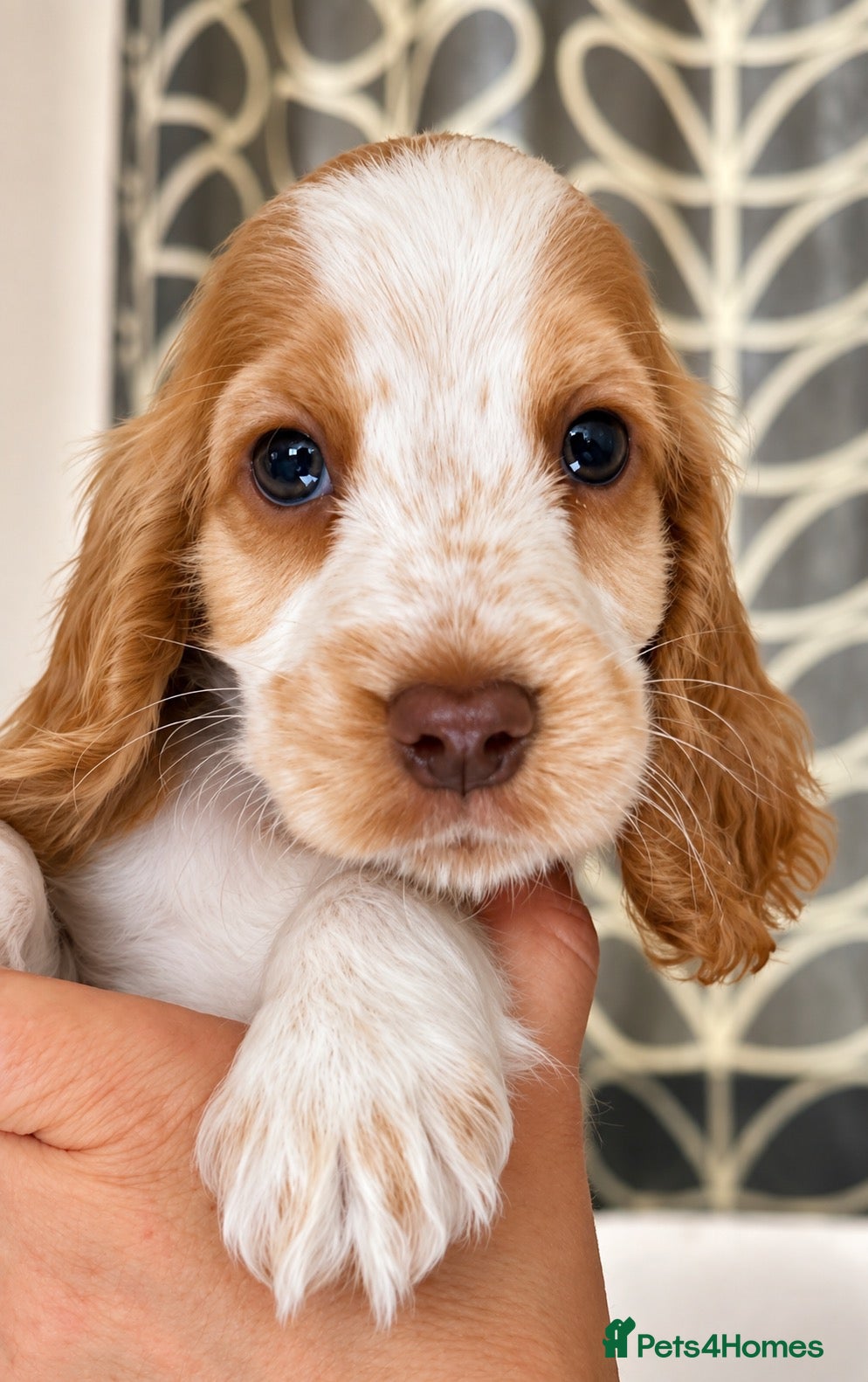 Cocker Spaniel dogs Show type. KC registered. Health tested parents. - Advert 11