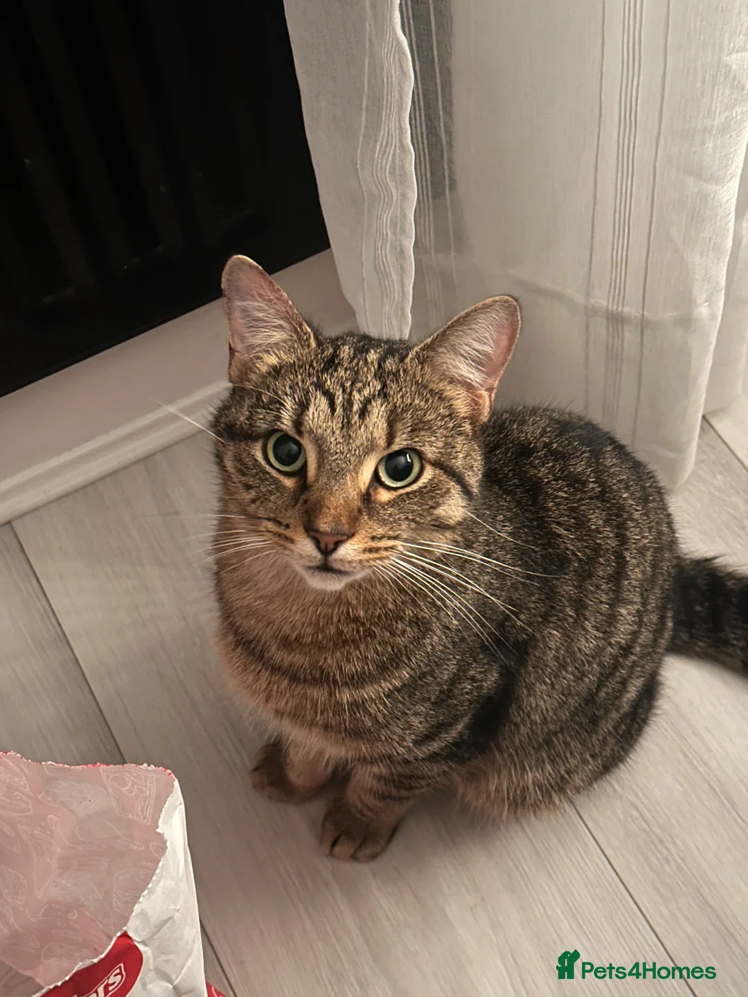 American Wirehair cats for sale: Leo - Affectionate 2 year old cat rehoming needed  - Advert 3