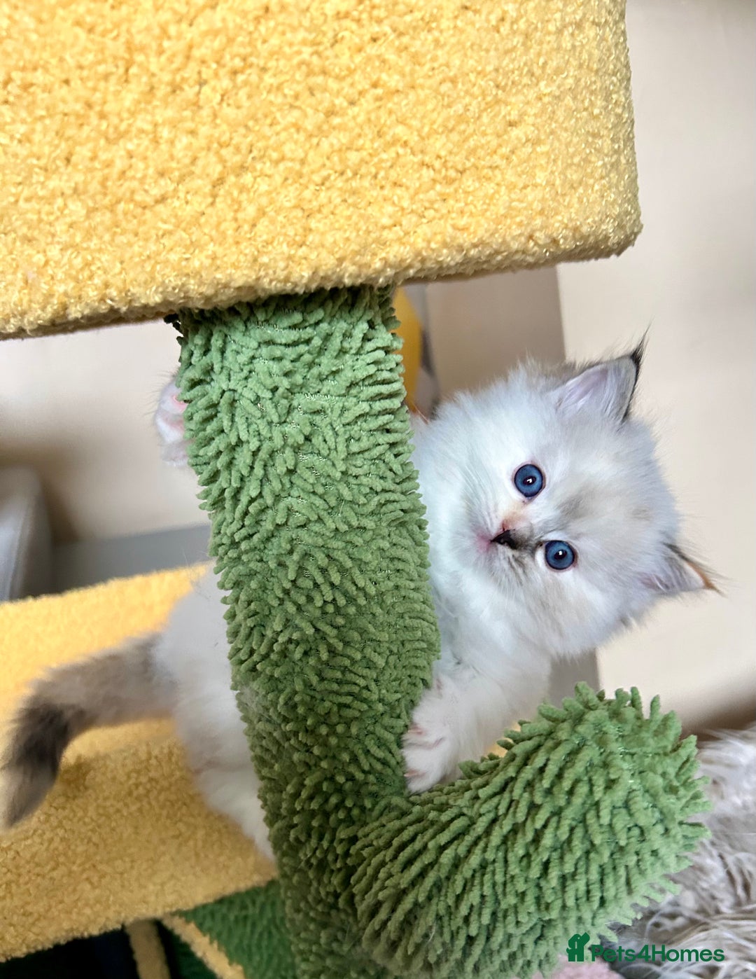 Ragdoll cats for sale: Stunning Ragdoll kitten SHOW/BREEDING -GCCF   - Image 26