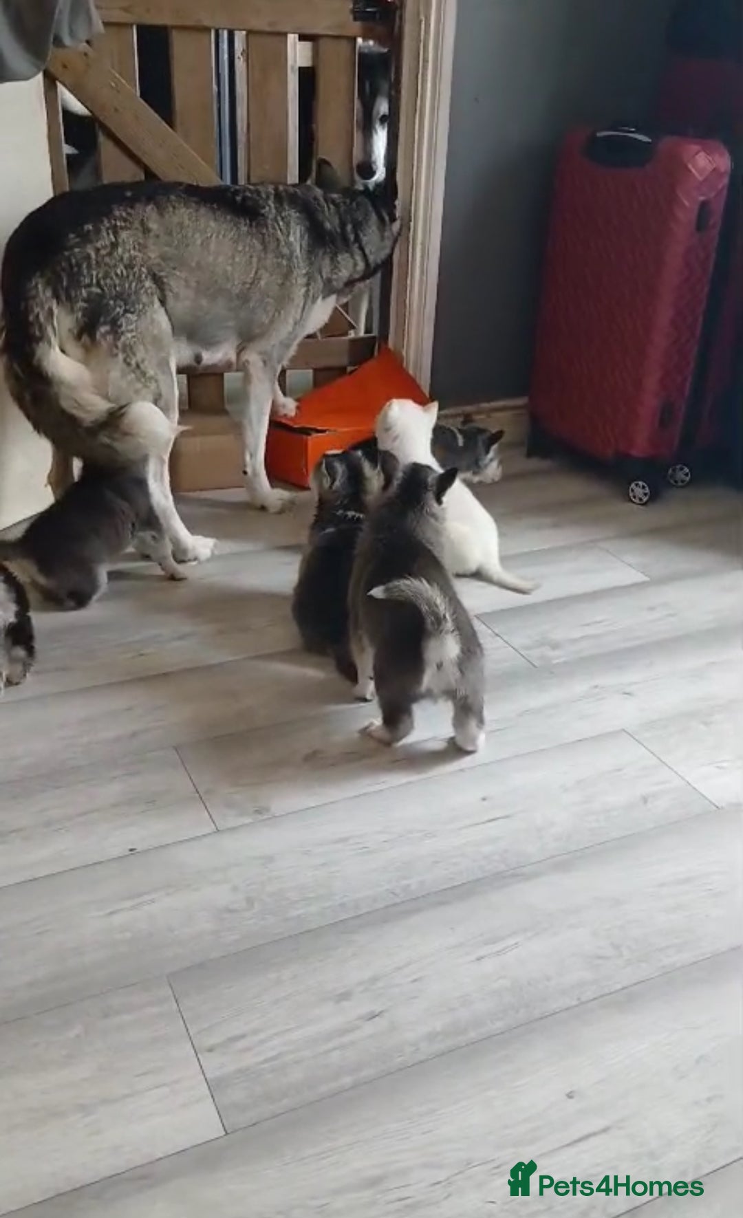 Siberian Husky dogs for sale: 13 week old husky (1 blue eye) - Advert 5