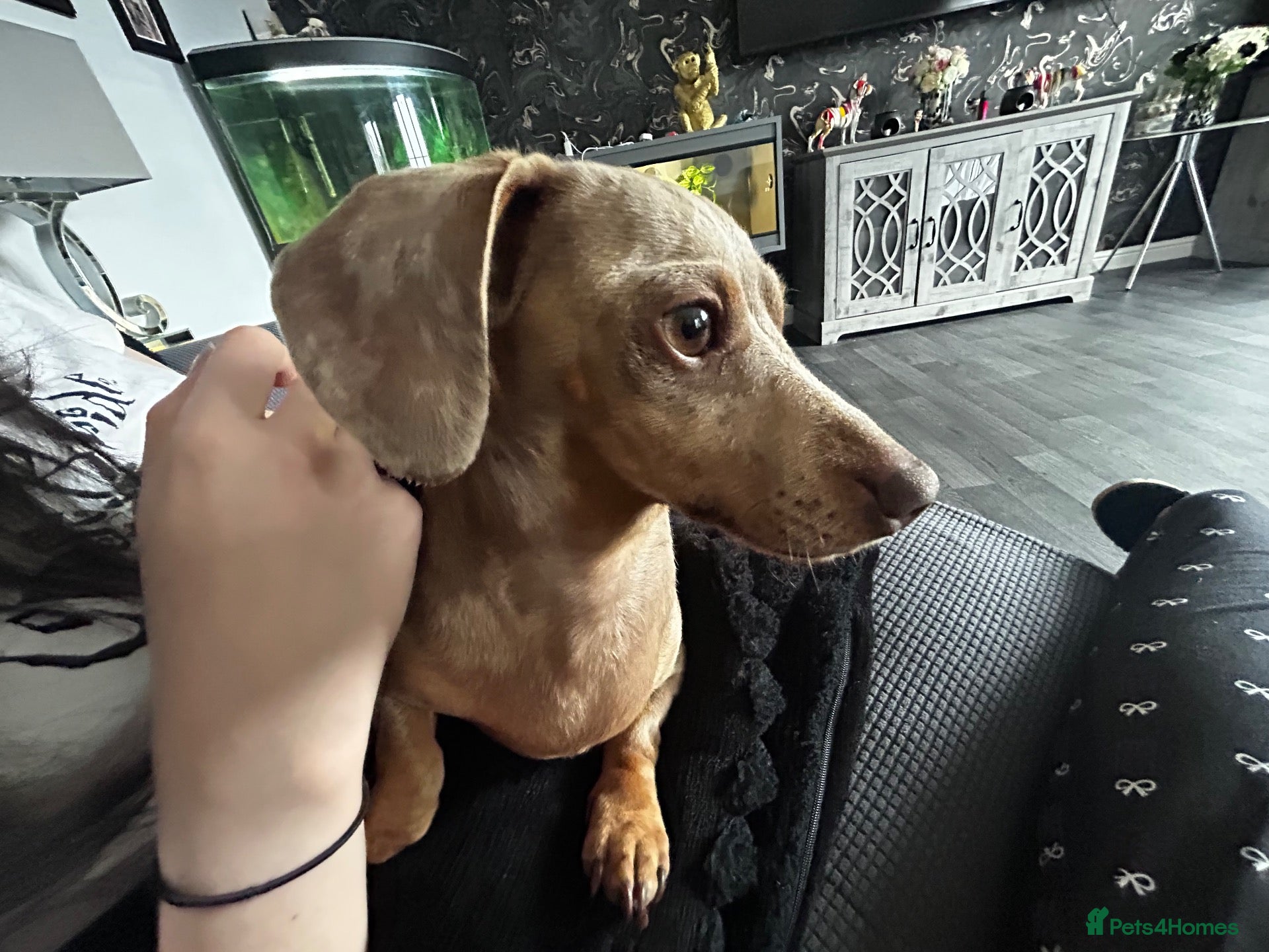 Miniature Dachshund dogs 3 year old dachshund female  - Advert 14