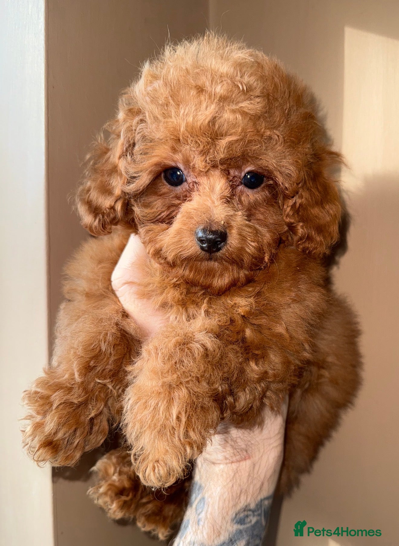 Toy Poodle dogs ❤️❤️Deep Red Petite KC Toy Poodles❤️❤️ - Advert 4
