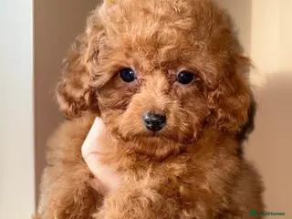 Toy Poodle dogs ❤️❤️Deep Red Petite KC Toy Poodles❤️❤️ - Advert 4
