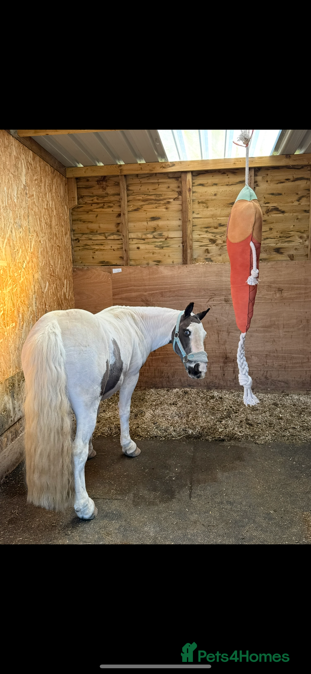 Irish Cob horses for sale: Dolla- 5yr old coblet  - Advert 3