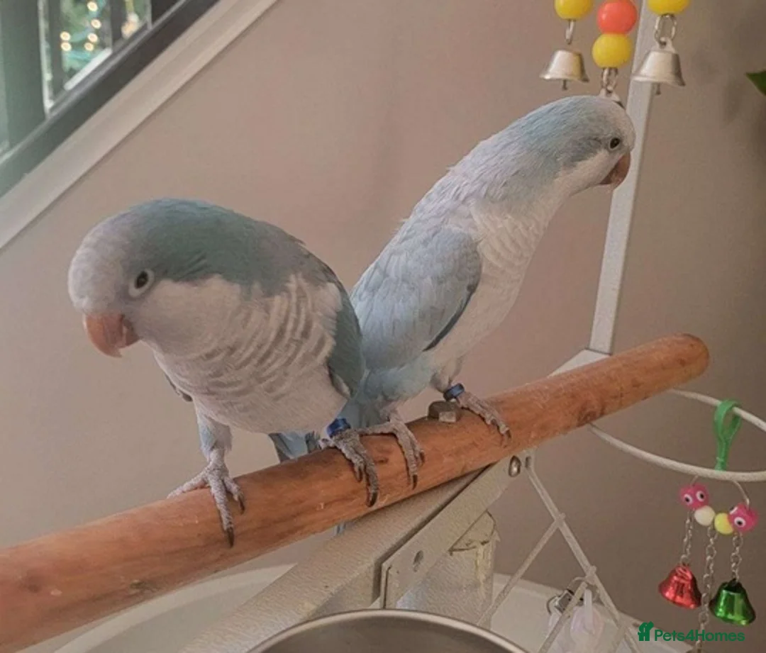 Parrots birds for sale: Smart & Social Parrots–Loves to Talk in High Wycombe - Advert 4