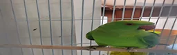 Mixed Breed birds for sale: Indian Ringneck Parakeets  - Advert 4