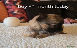 Chihuahua dogs for sale: Chihuahua long coat puppies ...only BOY left - Image 23