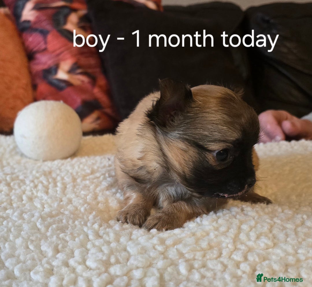 Chihuahua dogs for sale: Chihuahua long coat puppies ...only BOY left - Image 23