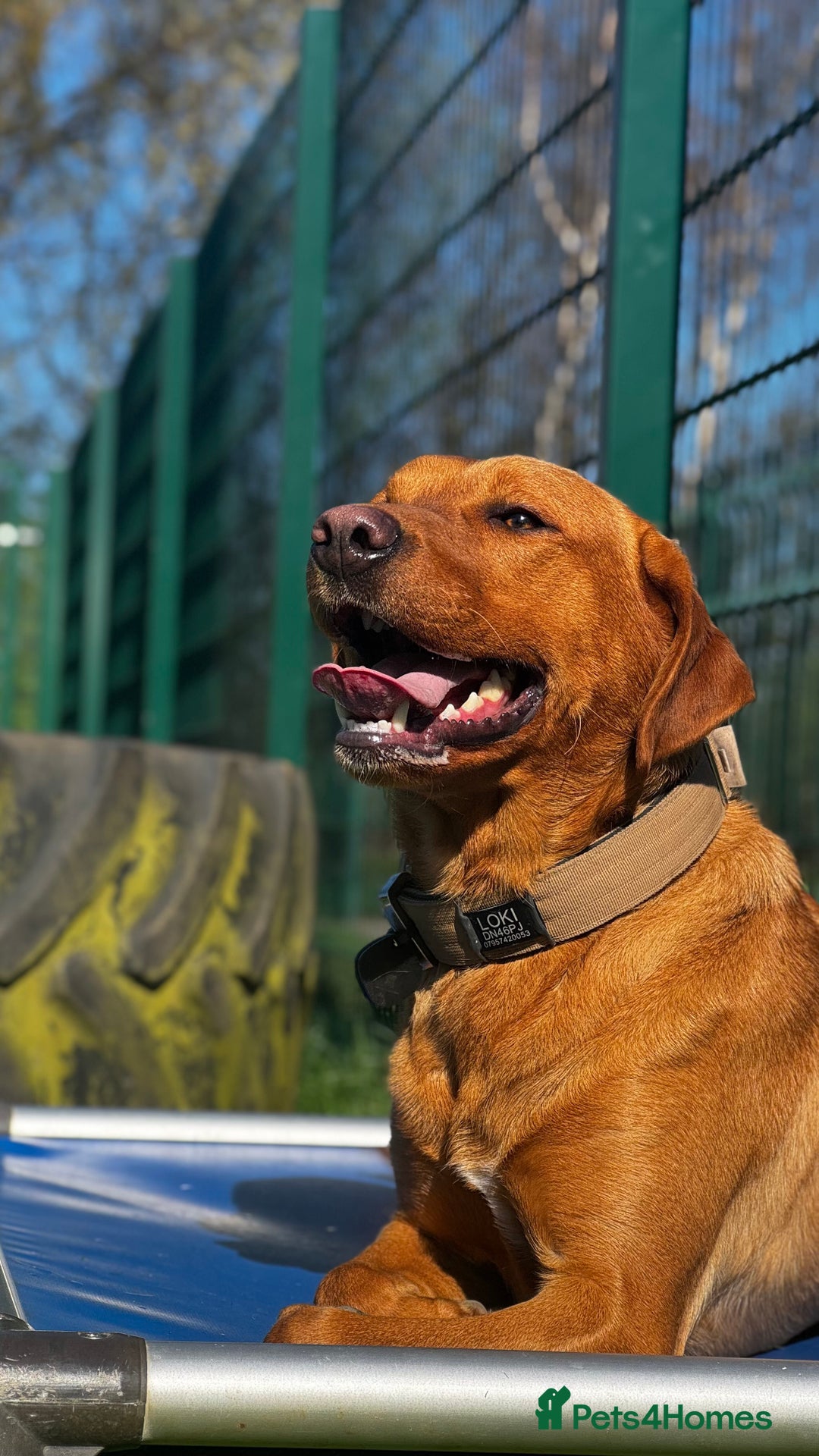 Labrador Retriever dogs for sale: Fox Red Labrador - Loki - Image 5