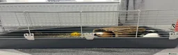 Guinea Pig rodents for sale: 2 x male guinea pigs  - Advert 4