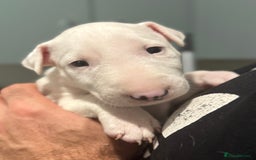 English Bull Terrier dogs for sale: *REDUCED* 1 male KC EBT pup left - Advert 8