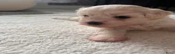 Maltese dogs for sale: Bichon Maltese  - Advert 2