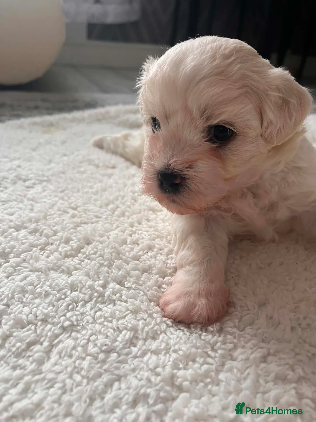 Maltese dogs for sale: Bichon Maltese  - Advert 2