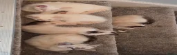Ragdoll cats for sale: GCCF Ragdoll Kittens - Ready Now (Pet or Active) - Advert 9