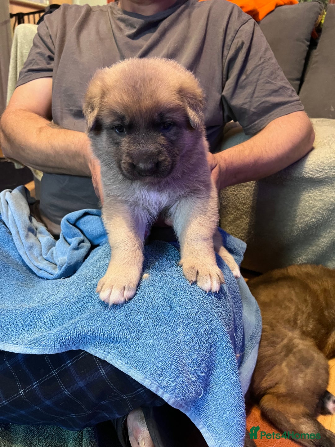 German Shepherd dogs for sale: German shepherd puppies - Image 7
