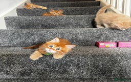 Maine Coon cats for sale: Ginger Polydactyl Main Coon kittens available - Image 16