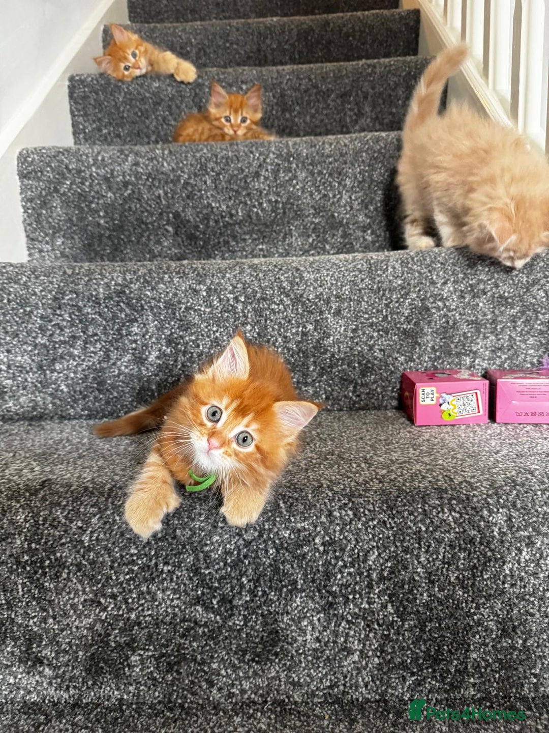 Maine Coon cats for sale: Ginger Polydactyl Main Coon kittens available - Image 16