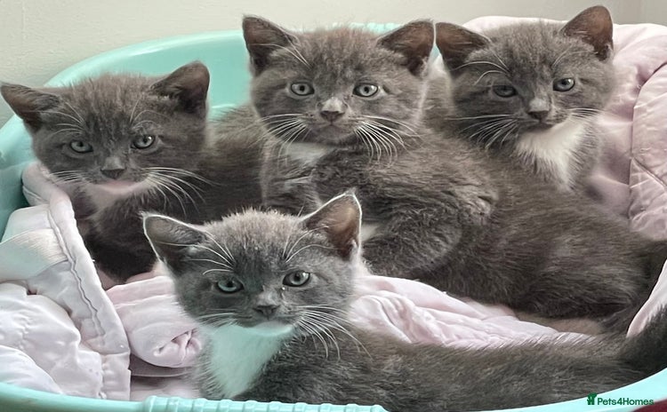 Mixed Breed cats - Advert 2