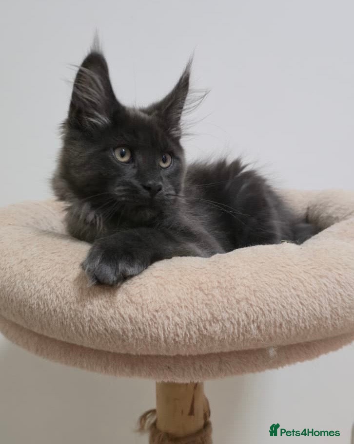 Maine Coon cats Mainecoon kittens TICA REGISTERED stunning - Advert 5