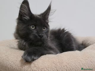 Maine Coon cats Mainecoon kittens TICA REGISTERED stunning - Advert 2