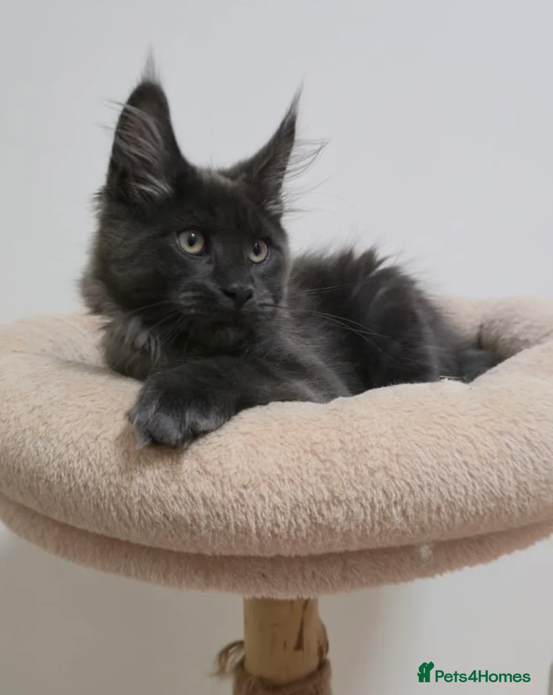 Maine Coon cats for sale: Mainecoon kittens TICA REGISTERED stunning - Advert 1