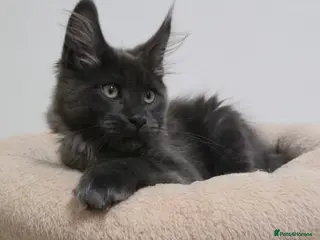 Maine Coon cats Mainecoon kittens TICA REGISTERED stunning - Advert 4