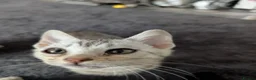 Bengal cats for sale: Beautiful Bengal kittens - Advert 12