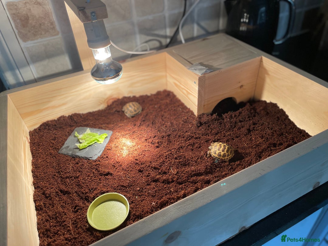 Hermann Tortoise reptiles for sale: Baby tortoise with home & accessories  - Image 5