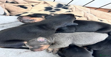 Dobermann dogs - Advert 1