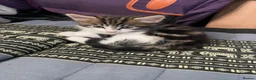 Mixed Breed cats for sale: Kittens  in Brighton - Advert 10
