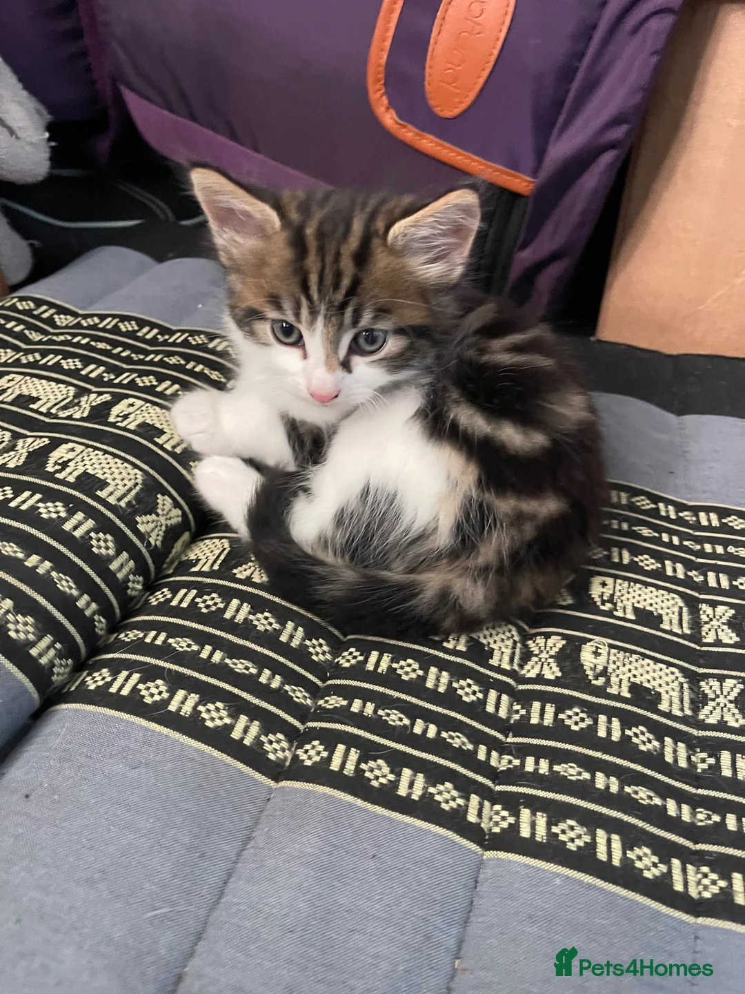 Mixed Breed cats for sale: Kittens  in Brighton - Advert 10