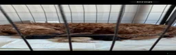 Cockapoo dogs for sale: F1b black boys  - Advert 2