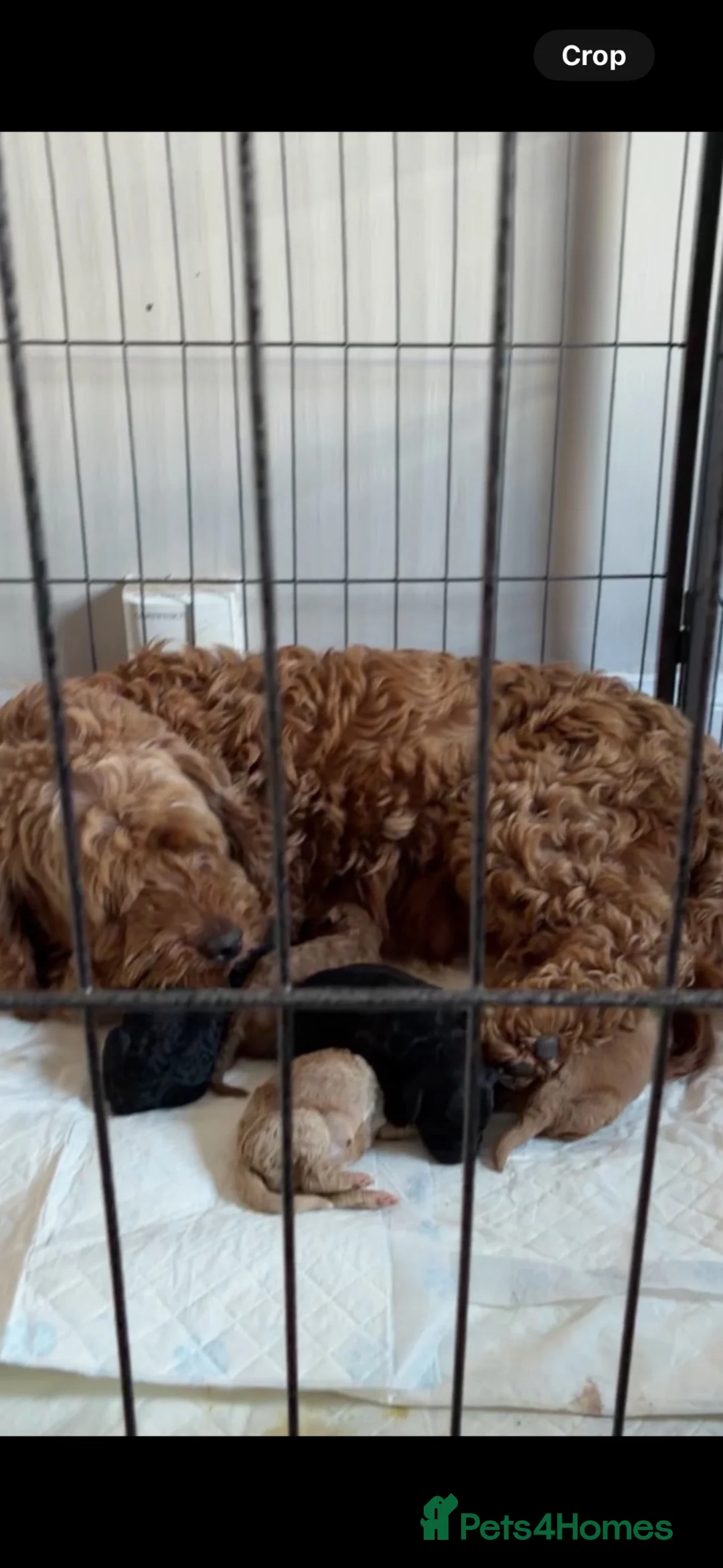 Cockapoo dogs for sale: F1b black boys  - Advert 2